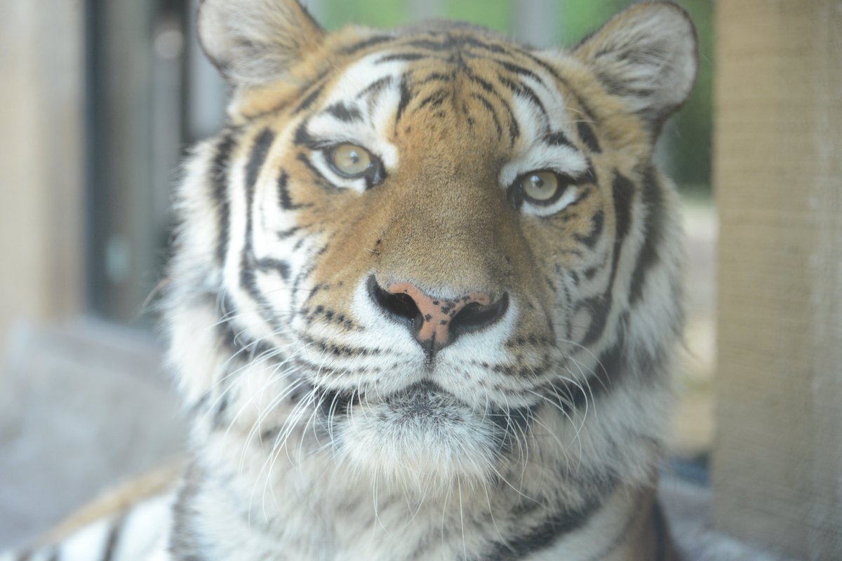 טוויטר マルヤマン 円山動物園 公式 בטוויטר アムールトラの アイ かわいいと思う人 かっこいいと思う人 両方いますよね 皆さんはどちら派 T Co Kpaq0wgd4s