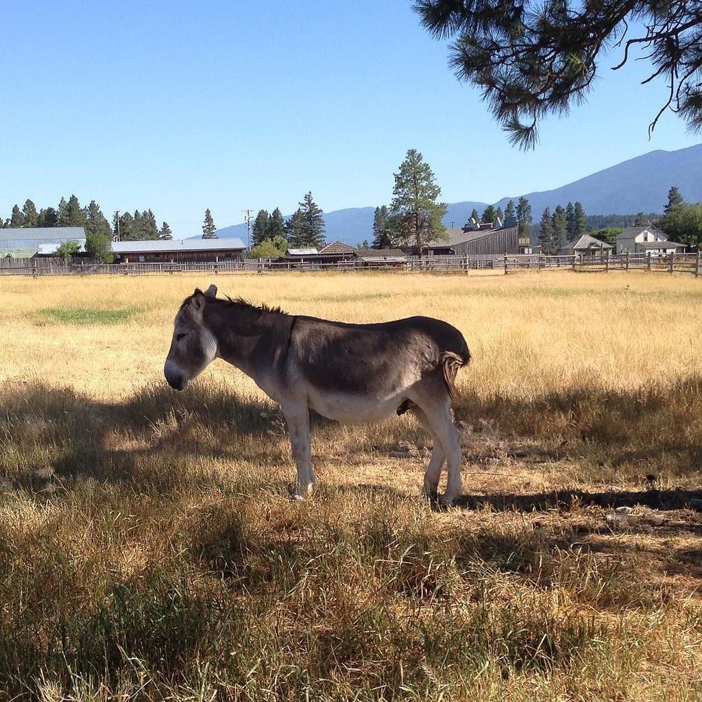 SellekBunn's tweet photo. #donkey #shade #itwashot https://t.co/s9VeH2zBlB https://t.co/bH5UlVPNKK