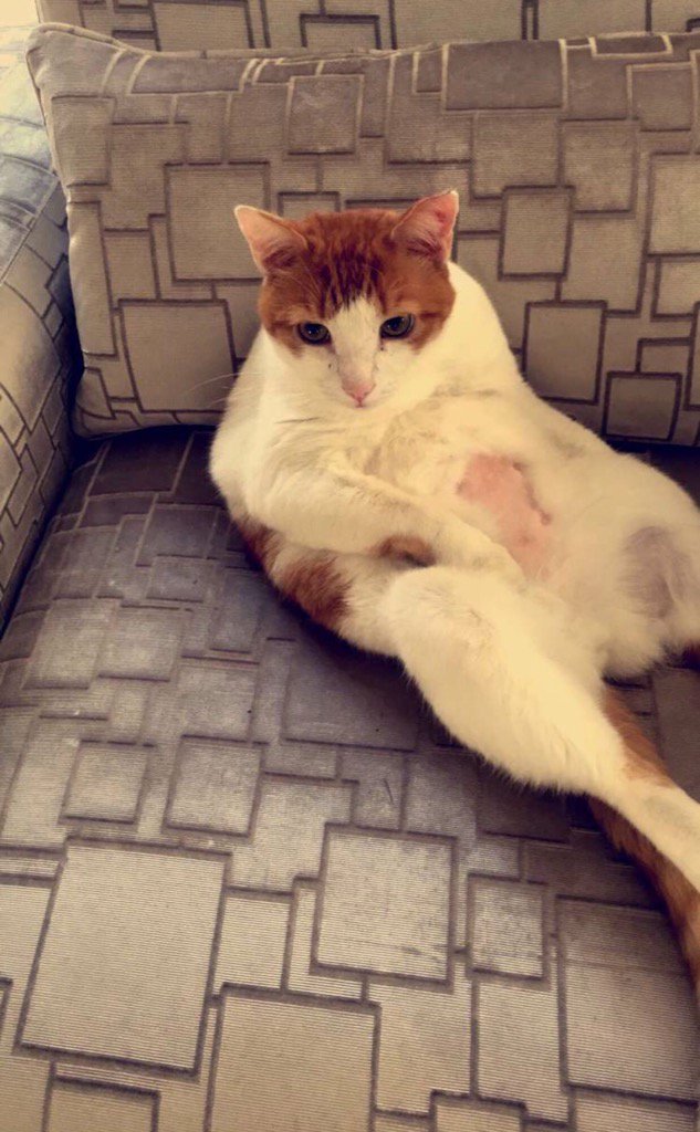 liviewalker's tweet photo. Missing Big Hen Hen Hen 🐱 https://t.co/CFYo8sykOE
