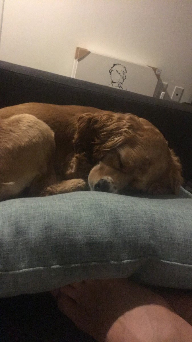 JGronewoller's tweet photo. I have a dog https://t.co/r3H6yoItCF