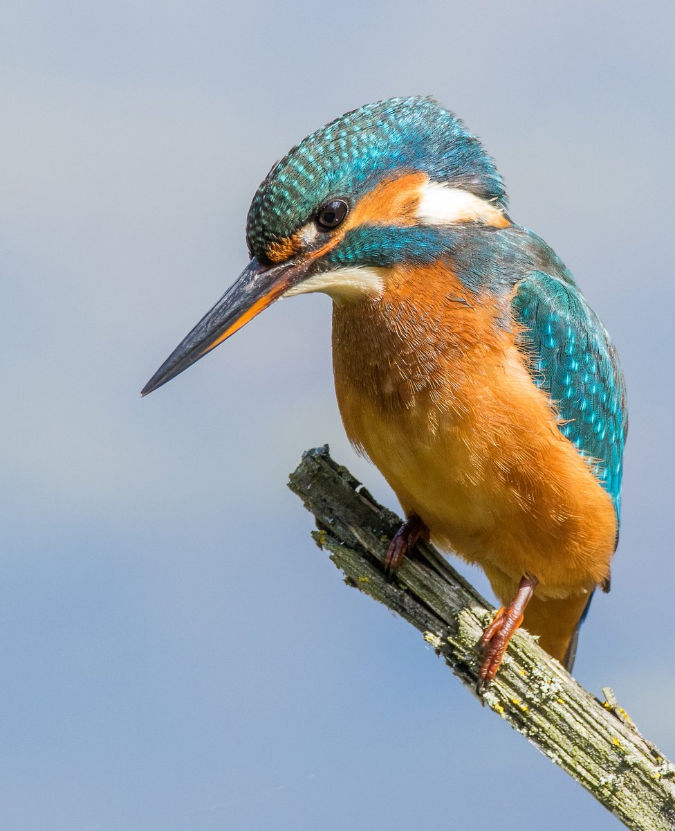 1cogs's tweet photo. Kingfisher looking for lunch #kingfisher #Canon #SIGMA #wildlife #photography #pretty #UK #birdwatching #birds https://t.co/8OySoGUBPx