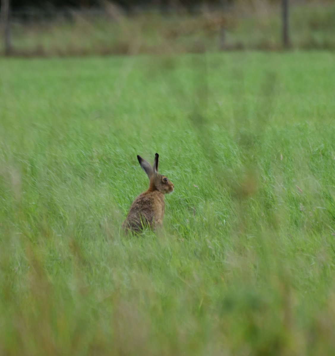 countrymousie's tweet image. The meadow was full of hares enjoying a bit sun also @HPT_Official #suffolk #dryingout