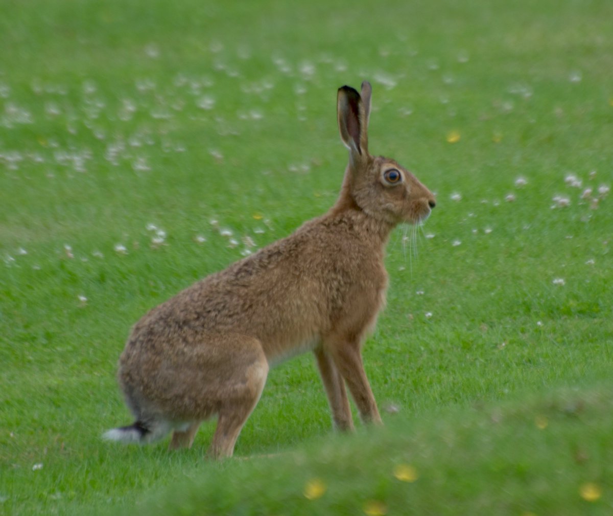 countrymousie's tweet image. The meadow was full of hares enjoying a bit sun also @HPT_Official #suffolk #dryingout