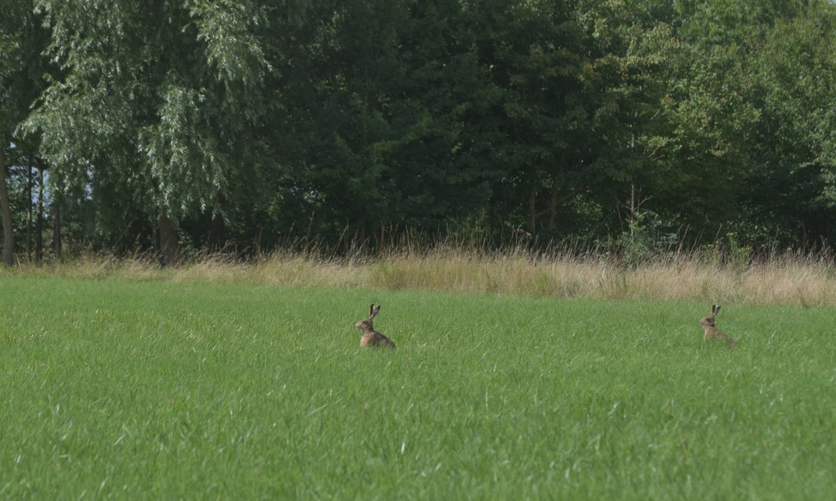 countrymousie's tweet image. The meadow was full of hares enjoying a bit sun also @HPT_Official #suffolk #dryingout