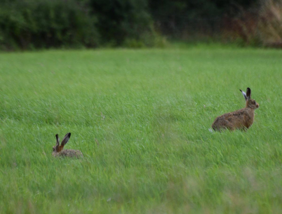 countrymousie's tweet image. The meadow was full of hares enjoying a bit sun also @HPT_Official #suffolk #dryingout