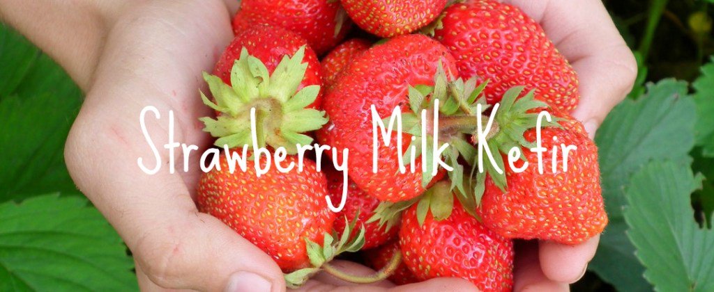 NaturalCheree's tweet photo. Second Fermentation Strawberry Milk Kefir yogurt (Raw) https://t.co/1T2PoAWTt1 https://t.co/5M6qdLSZFM