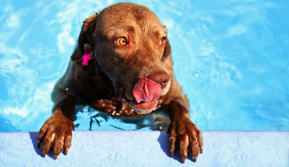 delong_services's tweet photo. Summer Plumbing Tip #6 - Find a pool. https://t.co/owCJMkUB9s