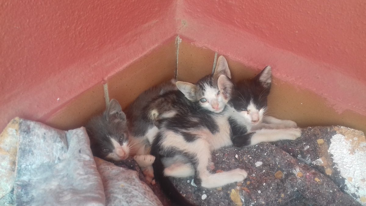 rfergar91's tweet photo. @ArcadeNoeSevill  busco hogar para estos gatitos me los encontré ayer abandonados y no se donde llevarlos https://t.co/pdWLzUVOuJ