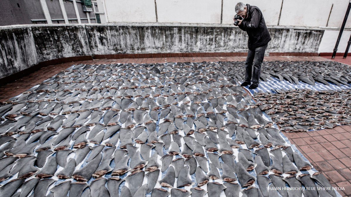 RacingXtinction's tweet photo. "No other species illustrate what’s going on in our oceans better than sharks.” - @louiepsihoyos #RacingExtinction #SharkWeek https://t.co/e0IekWW8lk