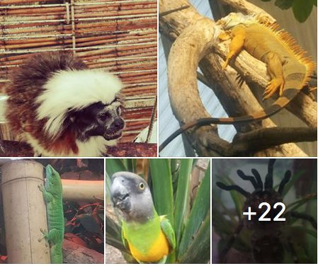 Animal Sanctuary @Butterfly World tweet media