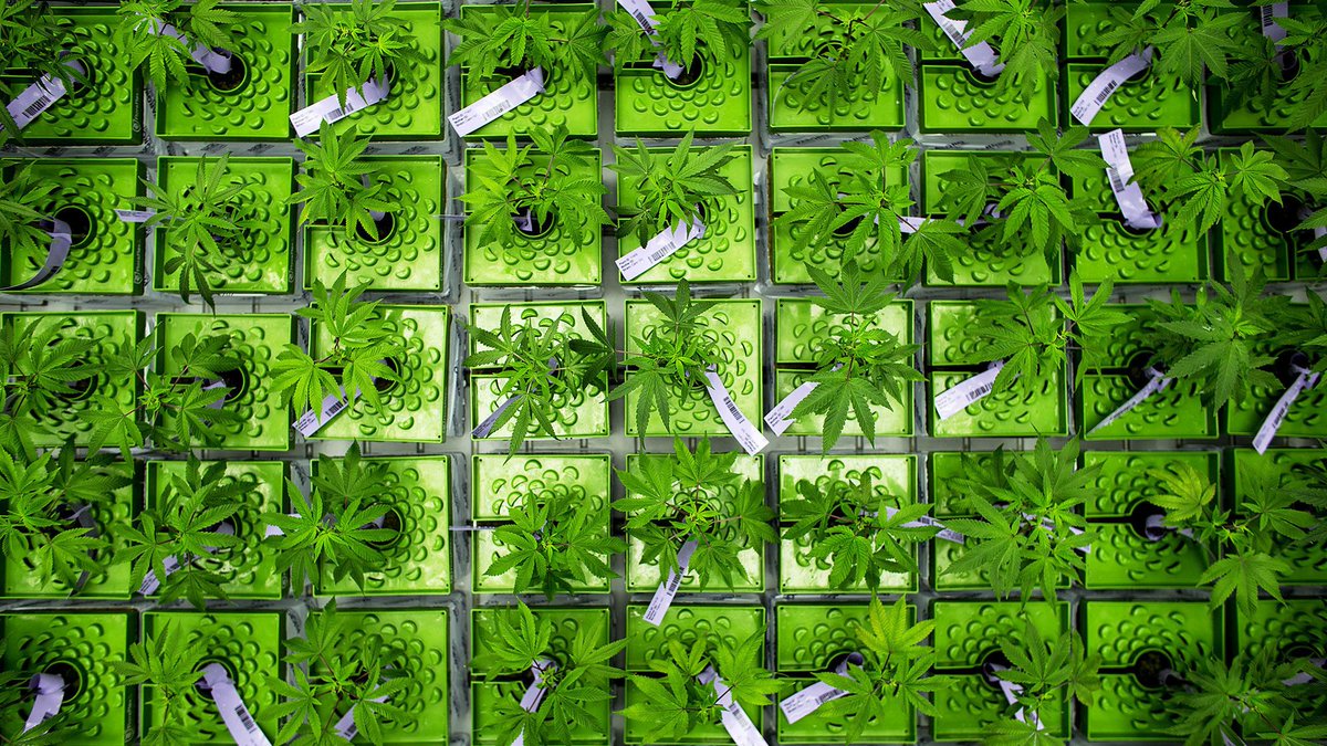 420's tweet image. Should California start its own bank to serve marijuana companies? It wouldn&apos;t be easy weedclub.com/oRgjE by @latimes #California #bank