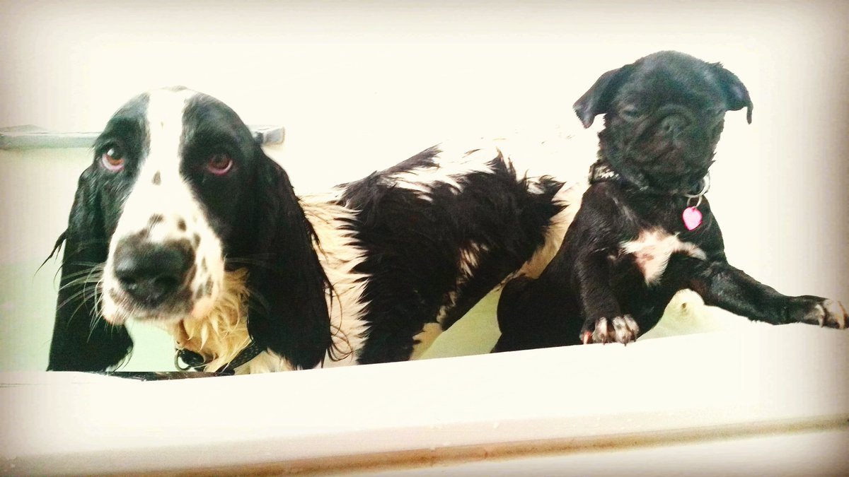pug_positive's tweet photo. Bath time ♡
#positivitypug #spontaneousspringbatt #bathtime #love #pug #springbatt https://t.co/fSq7WlKjaU