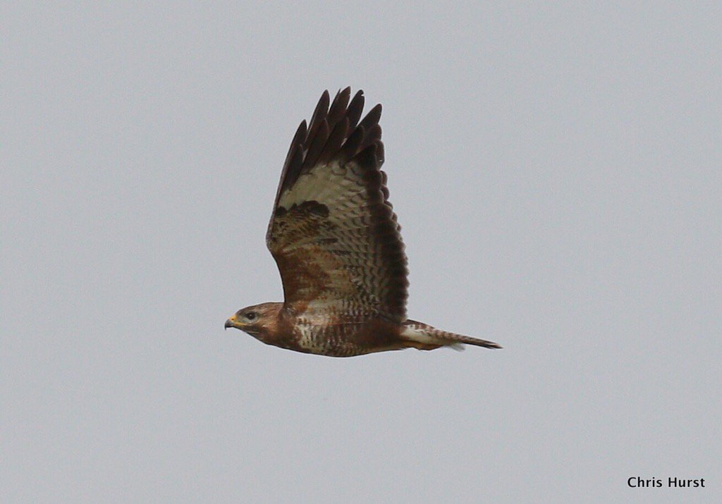 Hu11931627Chris's tweet image. Common buzzard at ones moor