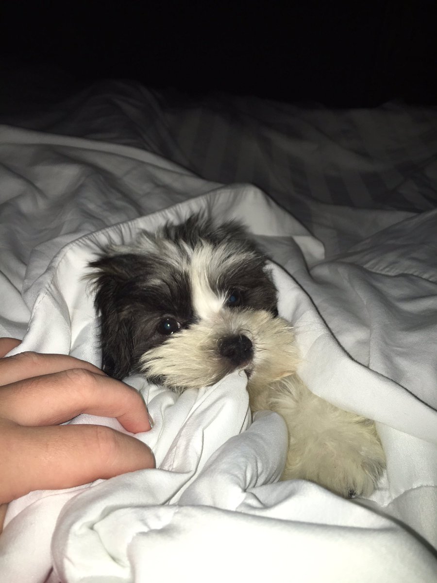 LolaTheHavanese's tweet photo. Snugglin' under the sheets on my first night home  #blessed #saturdaynight https://t.co/9j5Rkis221