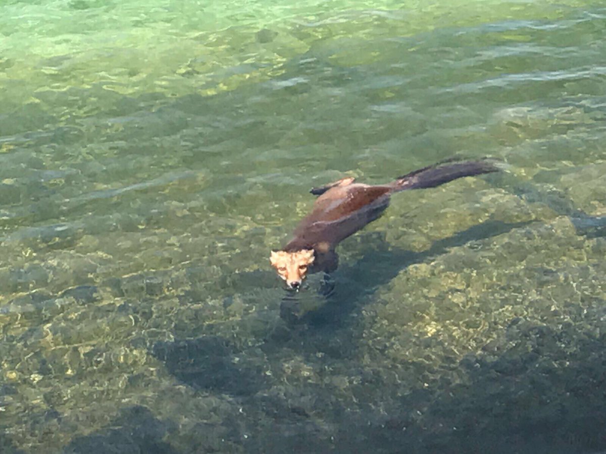 112PtoLumbreras's tweet photo. 11:45 Aviso de rescate, animal ahogándose en un pantano. Rescatado con éxito. 33VIR03 con personal de guardia. https://t.co/chA96J2ty6