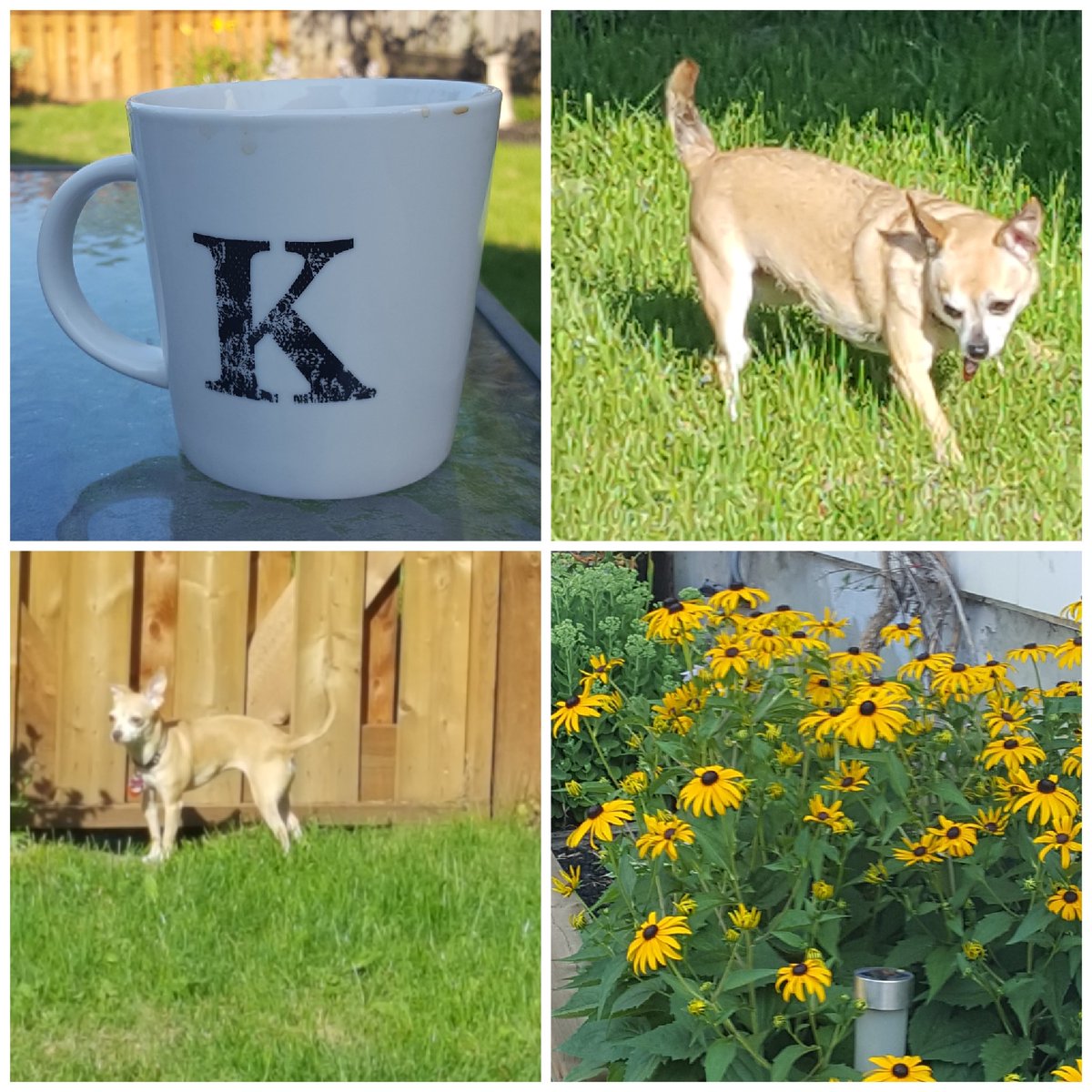 kellieh65's tweet photo. Another beautiful morning in my backyard!  #trixie&amp;katylovingit #morningcoffee #lovemybackyard https://t.co/eZHa5pH2ti
