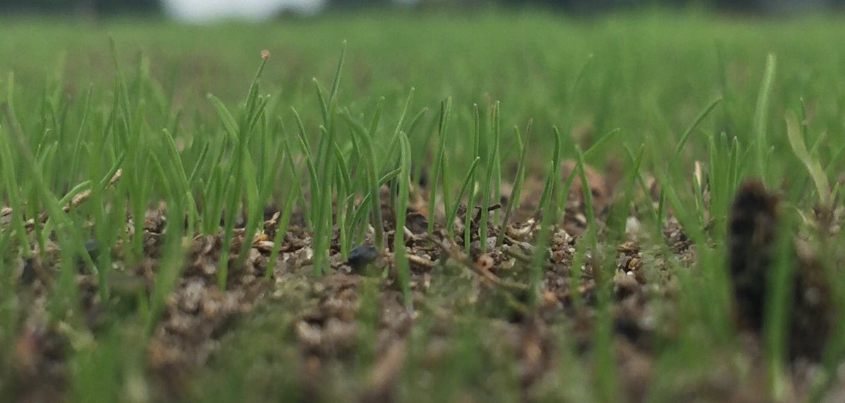 Tillers Tweet Image
