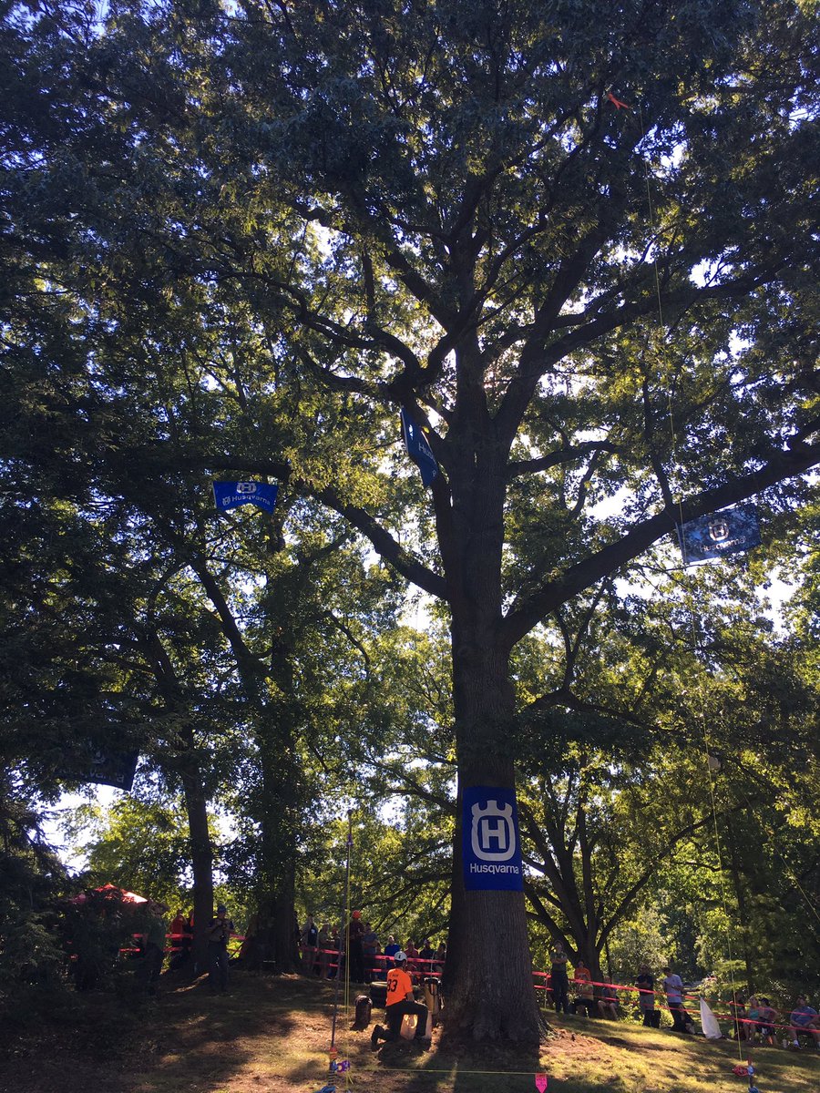 treevangelist's tweet photo. #ITCCdc Masters Challenge has started. Why aren't you here? @smithsonian National Arboretum @ISArboriculture https://t.co/atZ2zb09cy