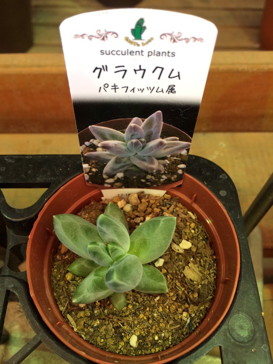 すべての美しい花の画像 50 素晴らしいコーナン 多肉 植物