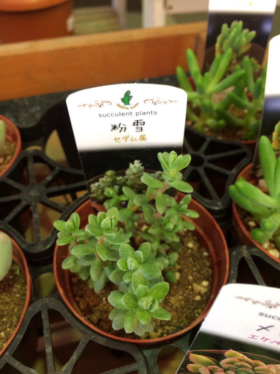 すべての美しい花の画像 50 素晴らしいコーナン 多肉 植物