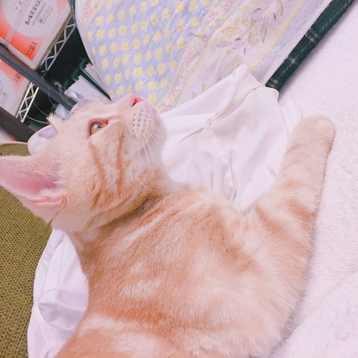 aykaaa619's tweet photo. 愛猫🌱    スキㅋ https://t.co/nati4ynZtr