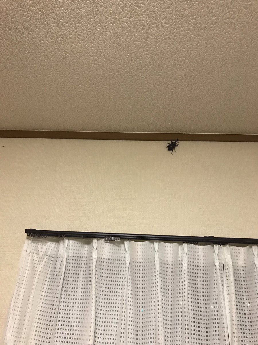 8_K_O's tweet photo. 一瞬ゴキブリかと思ったその時...

お前かーーーーーいwwwwwwww https://t.co/WILzdeEYwX