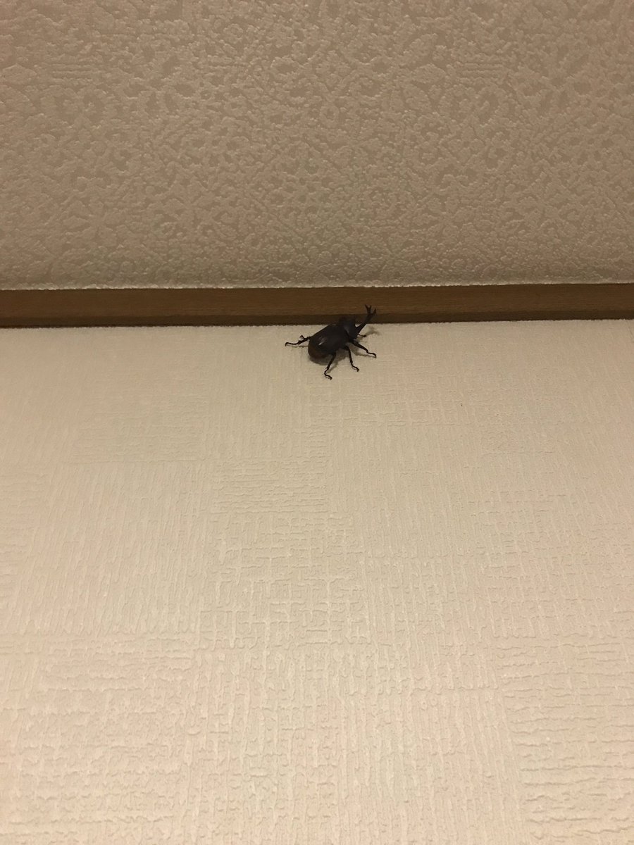 8_K_O's tweet photo. 一瞬ゴキブリかと思ったその時...

お前かーーーーーいwwwwwwww https://t.co/WILzdeEYwX