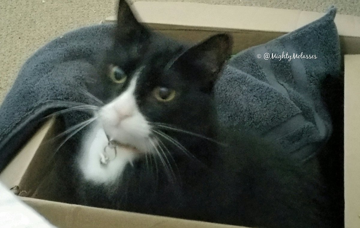 Actually found a box to my liking. Happy #catboxsunday everyone! 
😚🐱