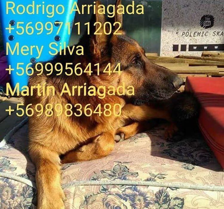 SurfParadise_cl's tweet photo. Amigos. 
Luan y se encuentra perdido desde el Sábado
Pertenece a nuestros amigos de @infiernillo_surf #Pichilemu #infiernillo #puntadelobos https://t.co/IHHqK9gD8b
