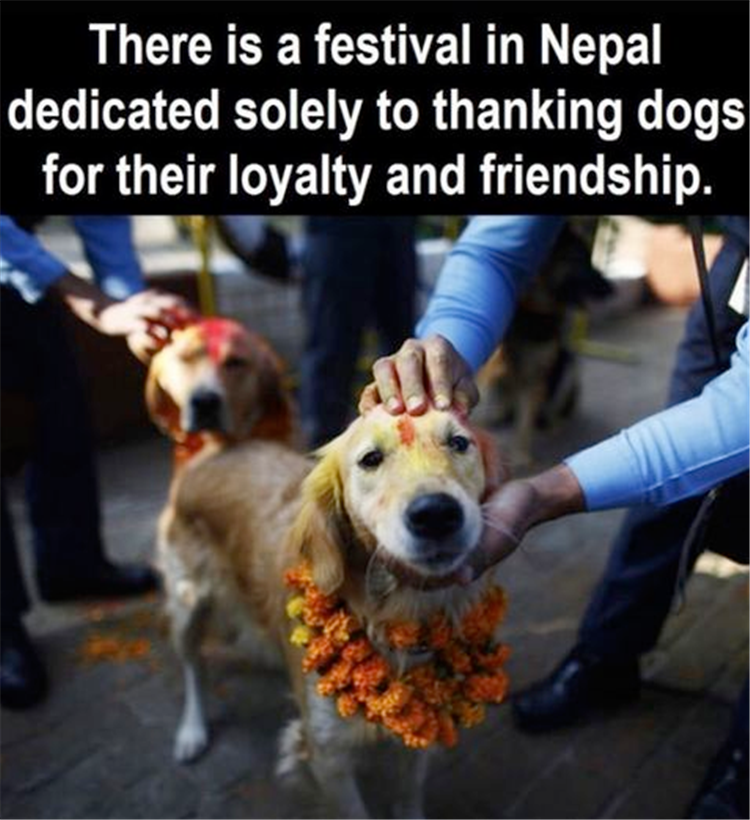 InspiringTee's tweet photo. Thank you pals🙂
#dogs #dogsoftwitter #dogslife #pet #puppy #pets #animal #animals #amazing #love #faith #respect #SundayMorning #inspiration https://t.co/46sfwgSf5Q