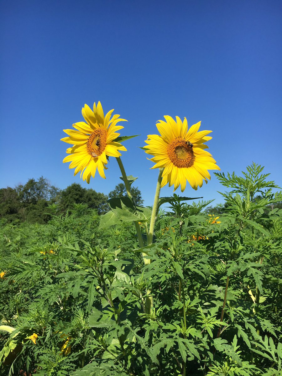 McIntoshImages's tweet image. Happy flowers!  Multi species living and thriving together. #lifegoals #sunnyflowers