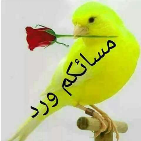 MBoussehal tweet picture