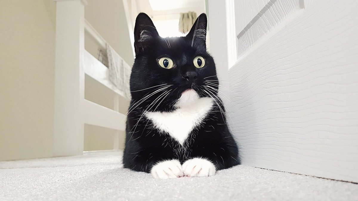CuriousZelda's tweet photo. Humans said "move out the way" 
I looked at them perplexed
I told them "I will not obey!" 
And nothing happened next https://t.co/6eecuJ7rVI