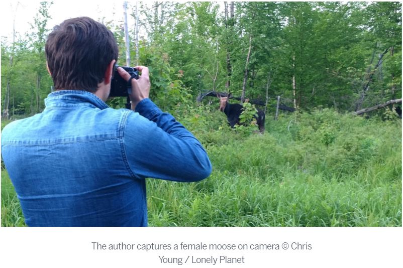 Of Moose &amp; Men. Will @LonelyPlanet's essay inspire you to take a Great North Woods moose safari by canoe? #adventure bit.ly/2eXmItS