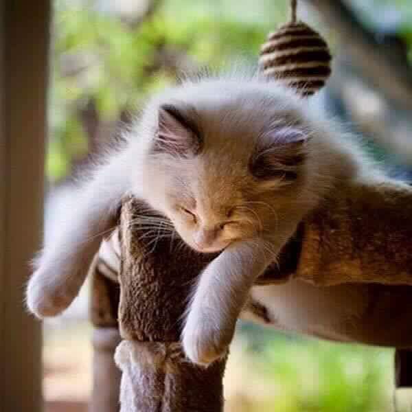 VALERIA 🙏🇺🇦🙏 (@valeriazolota) on Twitter photo @akpolyme <a href="/viktorinini/">♡𝔙ℑ𝔎𝔗𝔒ℜℑ𝔄♡</a> <a href="/AmI3580/">mayu™🍑</a> <a href="/bettinaschroed5/">Bettina Schroeder</a> <a href="/NkViktori42/">🍀VLADIMIRA🍀💚🍀💚🍀</a> <a href="/habibisilvia/">Silvia P.</a> <a href="/MarionSpekker/">Marion Spekker</a> <a href="/ANASTALYA/">🦋ÉPHÉMÈRE🦋 🇫🇷</a> <a href="/marienassar_/">Marie Nassar</a> <a href="/AraiEij/">Eiji Arai</a> This, beautiful little baby,Anemos
l wish, Happy day all dear friends
I wish you a relaxing holiday,All
🐴🐱🌺🐴🐱🌺🐴🐱🌺🐴🐱🌺 @akpolyme <a href="/viktorinini/">♡𝔙ℑ𝔎𝔗𝔒ℜℑ𝔄♡</a> <a href="/AmI3580/">mayu™🍑</a> <a href="/bettinaschroed5/">Bettina Schroeder</a> <a href="/NkViktori42/">🍀VLADIMIRA🍀💚🍀💚🍀</a> <a href="/habibisilvia/">Silvia P.</a> <a href="/MarionSpekker/">Marion Spekker</a> <a href="/ANASTALYA/">🦋ÉPHÉMÈRE🦋 🇫🇷</a> <a href="/marienassar_/">Marie Nassar</a> <a href="/AraiEij/">Eiji Arai</a> This, beautiful little baby,Anemos
l wish, Happy day all dear friends
I wish you a relaxing holiday,All
🐴🐱🌺🐴🐱🌺🐴🐱🌺🐴🐱🌺