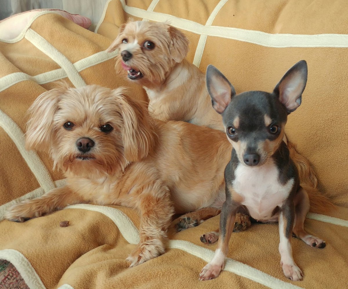 MissAngelMini's tweet photo. 🐾(mama's cwazy wif her camera.)🐾 #MuffinMutt #AngelLily #MiniRainDrop #Yorkie #ShihTzu #Chihuahua #PrettyGirls #furkids #FunTimes #spoiled https://t.co/UxAeQvQwna