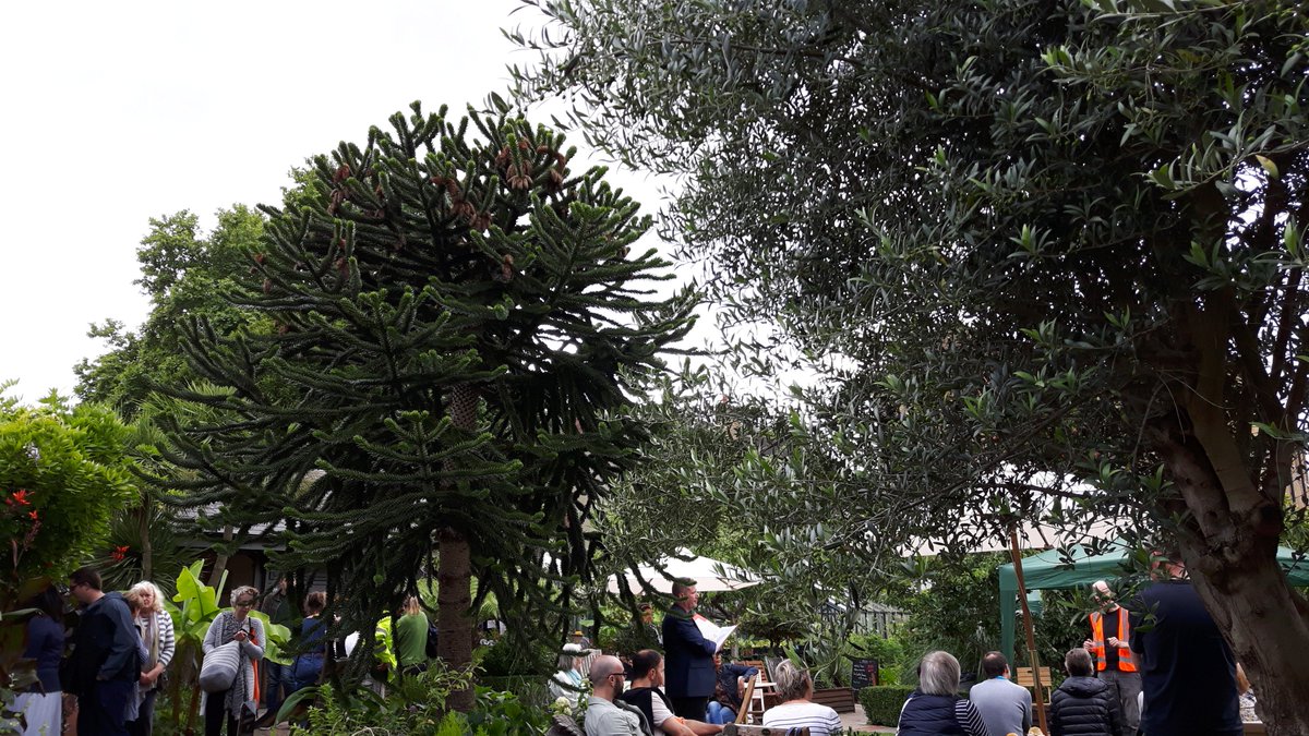 MatthewAllgood1's tweet photo. Monkey puzzle tree & live theatre @WalworthGarden 30th anniversary #se17 #beeapart https://t.co/wYblp8FcLn