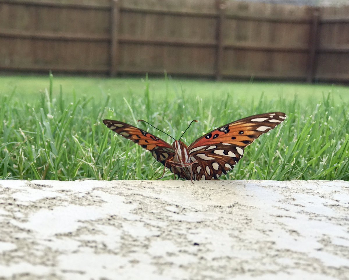 jenn1con's tweet photo. There is beauty everywhere, you just have to be willing to see it. #positivethoughts #beautifulthings #lifeisgood https://t.co/m5wCq97bOT