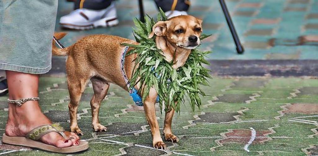MendocinoGroup's tweet photo. How to Get and Grow MMJ in Hawaii | @DoctorFrankLive https://t.co/DWqqdNOegx #medicalmarijuana https://t.co/u3ld1bCQeI