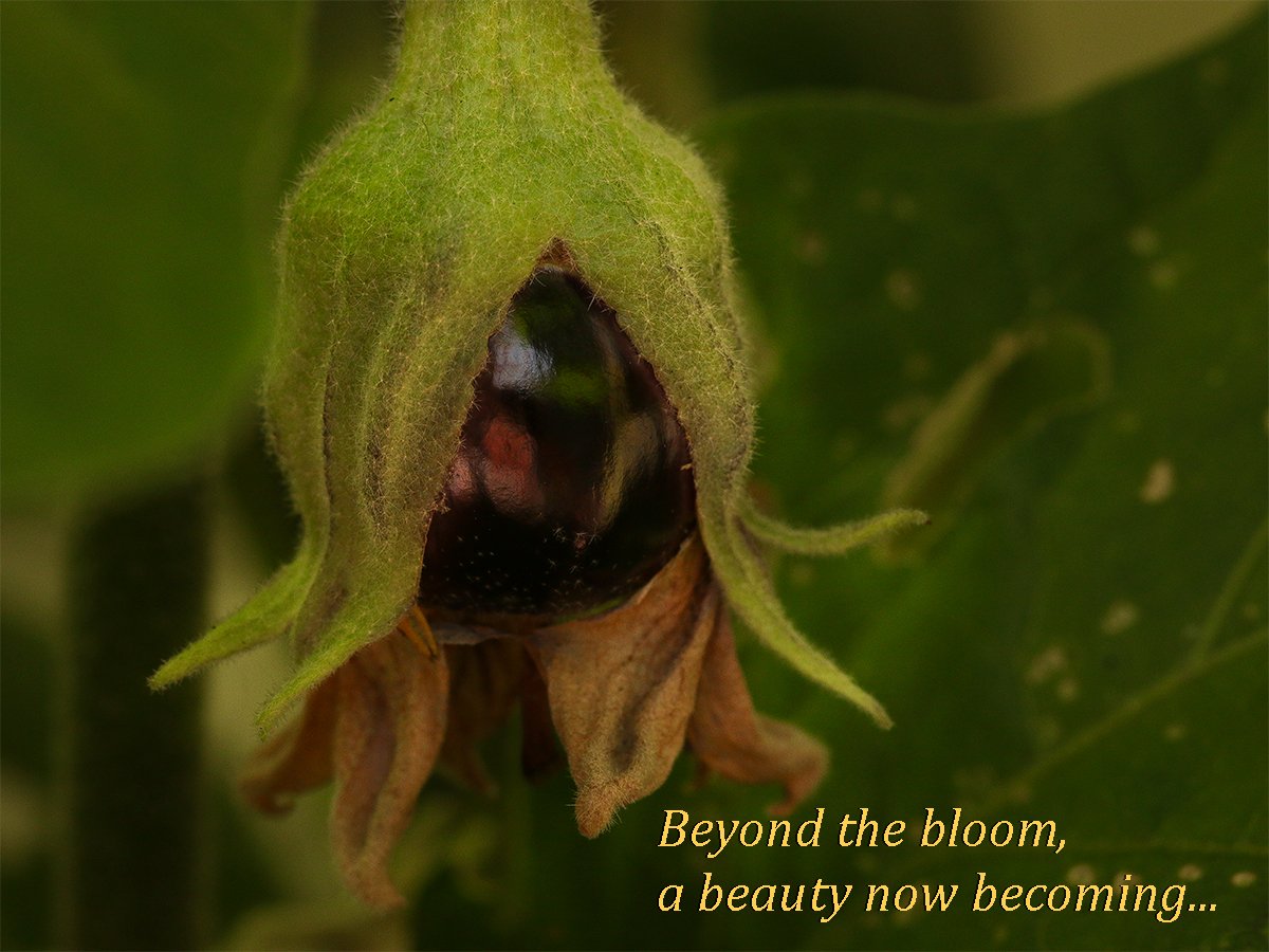 RKSalmon's tweet photo. Egglant: Beyond the blossom, a beauty now becoming... https://t.co/RtrhO6KQ1J