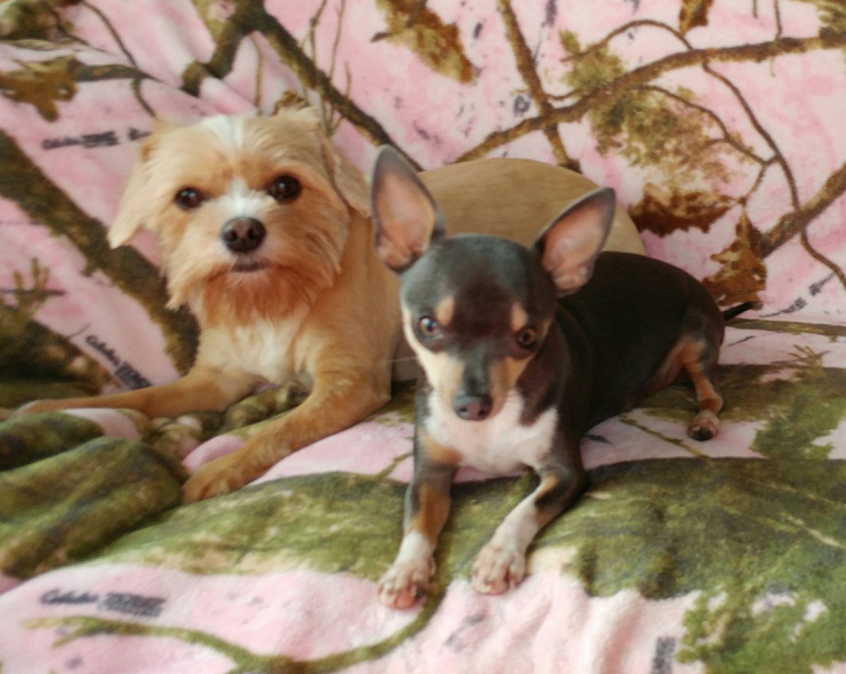MissAngelMini's tweet photo. 🐾Habin' fun wif my new sissy -Mommy lubs tew take our piccy🐾
#Yorkie #ShihTzu #Chihuahua #AngelLily #MiniRainDrop #Sisters #furkids #Cuties https://t.co/I6Ix2bG8uA