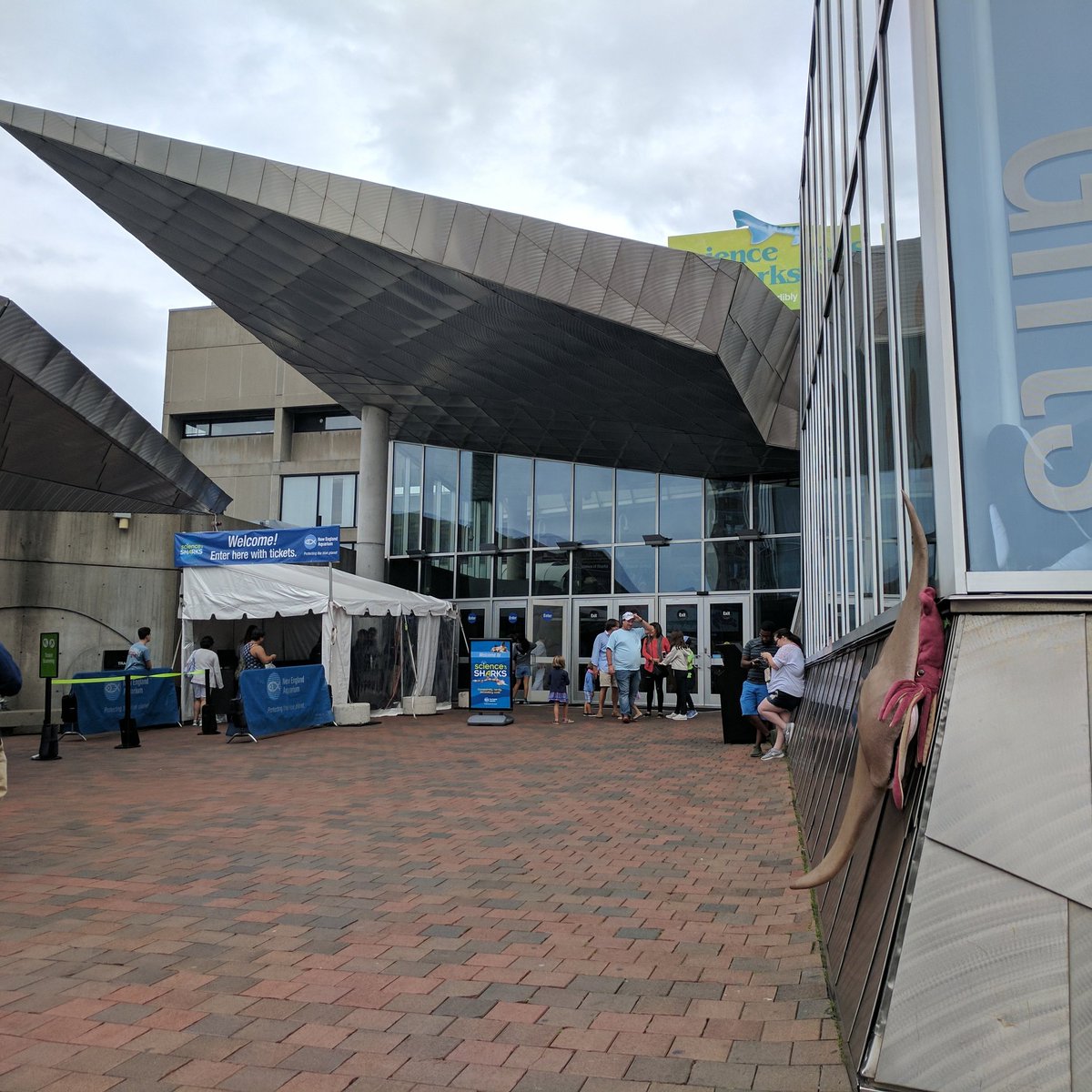 SquidMeets's tweet photo. Squid returns to the homeland. #squidmeetsworld #neaq #neaquarium #Boston https://t.co/VdoGjY7ab2