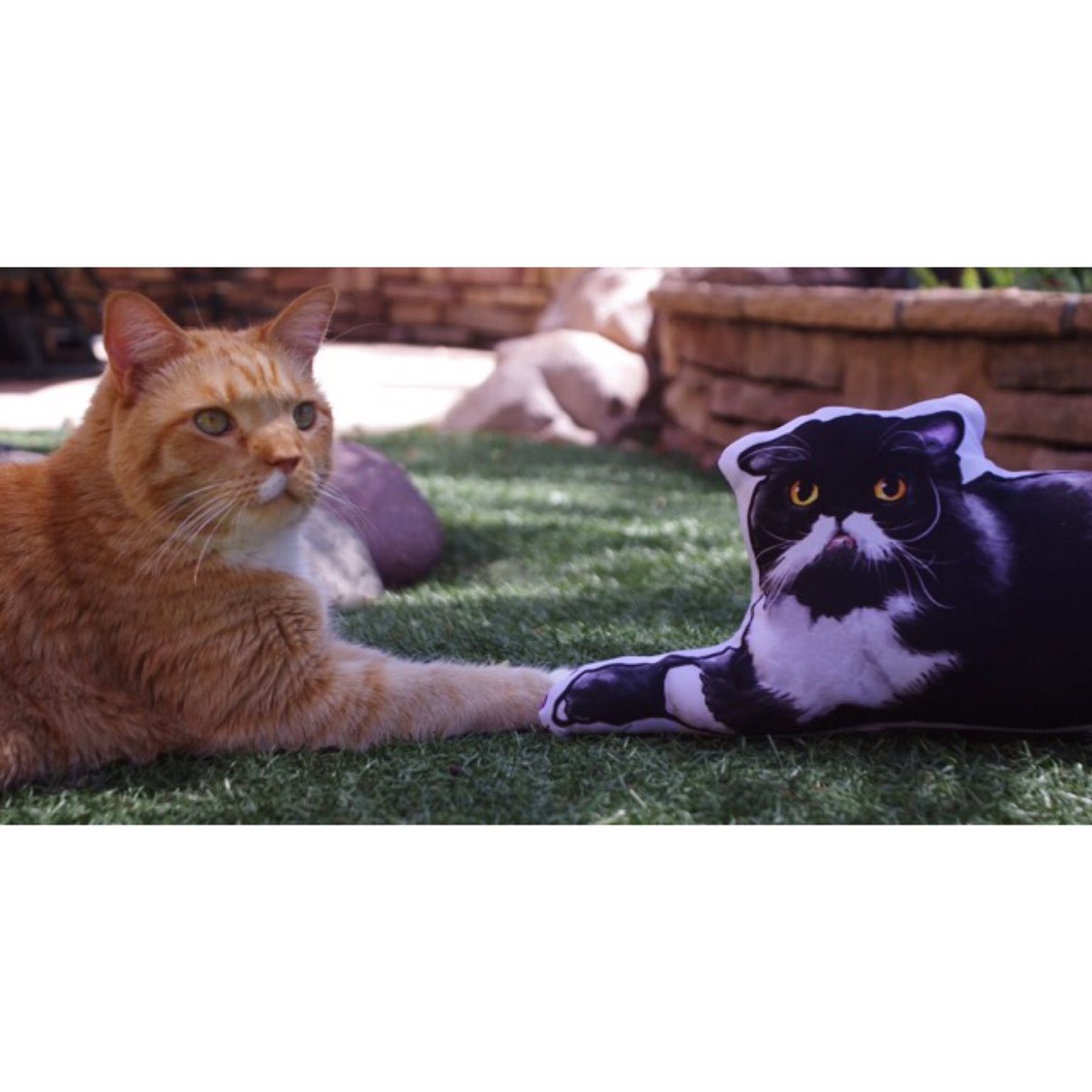 GingerHobbes's tweet photo. I'll see you at the 🌈bridge someday Kyle

💜Rest easy my friend, Love to Jen and Grant💜Please visit @mycatkyle or https://t.co/GExLQ5xIDO https://t.co/jigULM9SH3