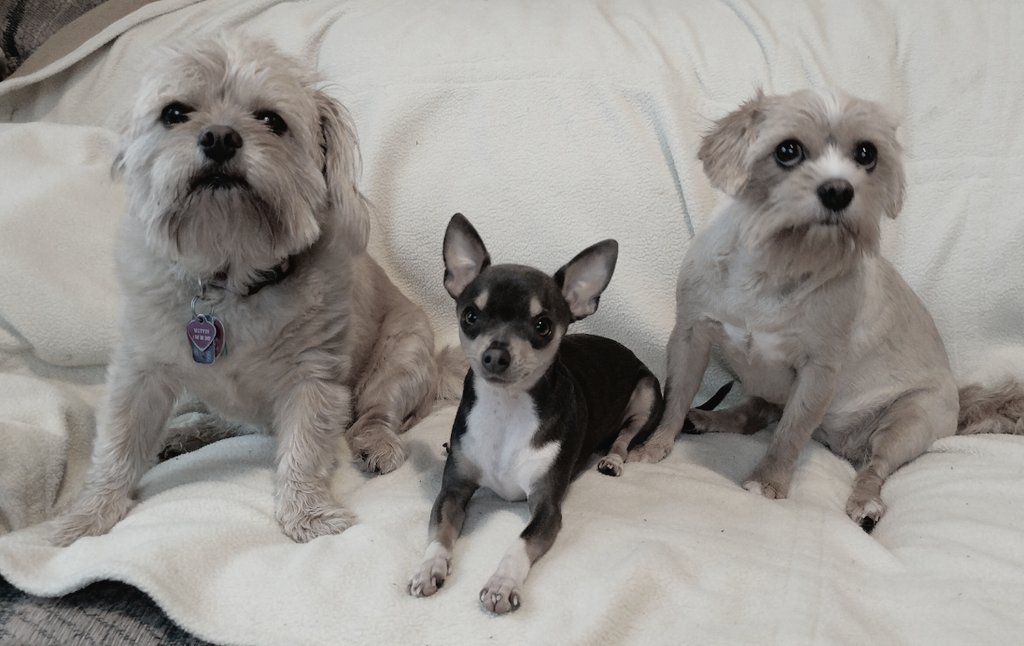 MissAngelMini's tweet photo. 🐾we habin so much fun....🐾 #BFFs #rescue #Yorkie #ShihTzu #Chihuahua #Muffin #MiniRainDrop #AngelLily #BestBuddies #Piccys4Treats #SayCheese https://t.co/JD89qY1q5h