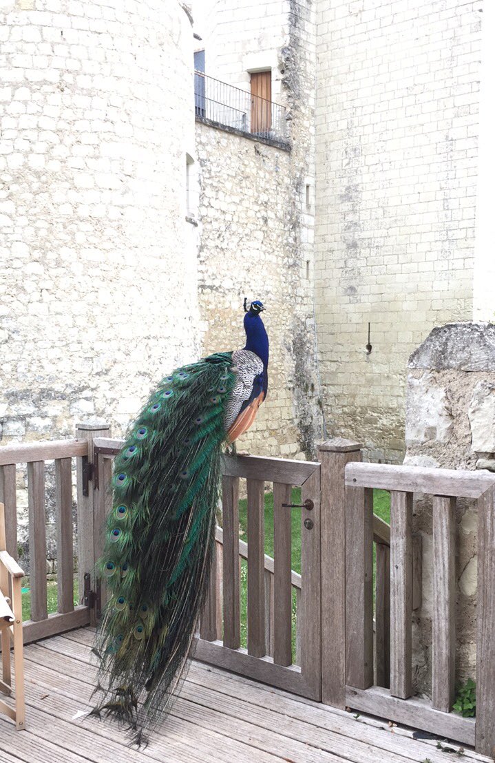 ChateauduRivau's tweet photo. Léon du Rivau vous souhaite à tous une très belle #JournéeDeLAmitié ! 🤗 Nice #FriendshipDay to you all ! 😁 https://t.co/fjkjnzNZnT