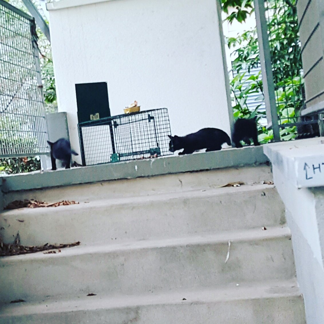BoubaCie's tweet photo. #trappage de #chatons Paris13 https://t.co/Czxa0fiDSJ