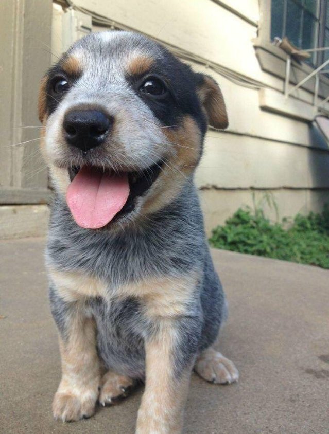 BaitfishSports's tweet photo. RETWEET if you would take this guy hunting! 🐶 https://t.co/ub5l9Il74i