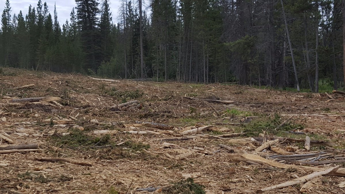 FS_MBRTB's tweet photo. #Keystonefire contingency lines help protect communities. Woody material was left to help with erosion control and natural re-veg processes. https://t.co/5R2k0d9ntX