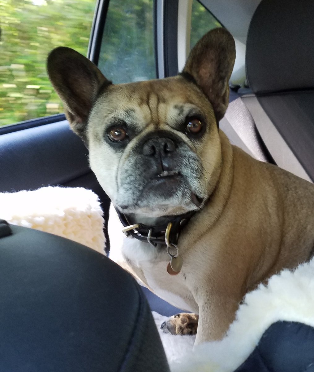 K_Kibbee's tweet photo. @Writing_Abigail Splendid idea! #DogsOfWriters https://t.co/7c95jPuv4g