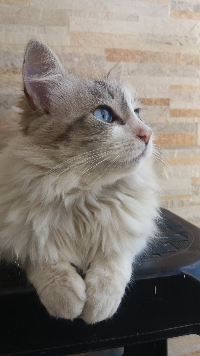 Princat1 tweet picture